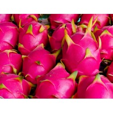 Dragon Fruit Workshop